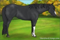 Horse Color:Black  and Black 