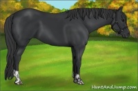 Horse Color:Black and Black