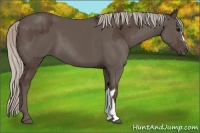 Horse Color:Silver Black and Silver Black