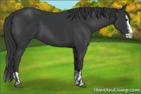 Horse Color:Black Splash  and Black Splash 