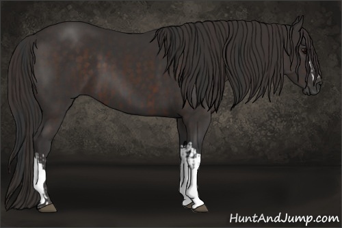 Horse Color:Bay  and Liver Chestnut 