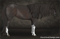 Horse Color:Bay and Liver Chestnut