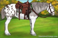 Horse Color:Liver Chestnut Splash Appaloosa