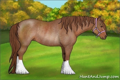 Horse Color:Chestnut Rabicano 