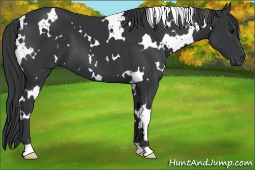 Horse Color:White Spotted Black 