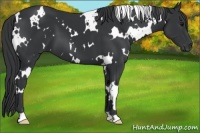 Horse Color:White Spotted Black