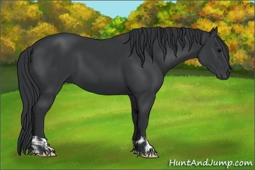 Horse Color:Black and Black