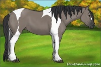 Horse Color:Grullo Tobiano