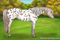 Horse Color:Liver Chestnut Appaloosa