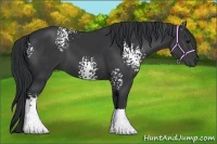 Horse Color:White Spotted Black