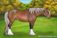 Horse Color:Silver Brown Sabino Rabicano