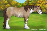 Horse Color:Classic Champagne Sabino Rabicano