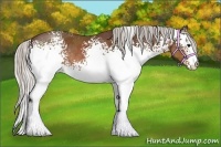 Horse Color:White Spotted Silver Brown Rabicano