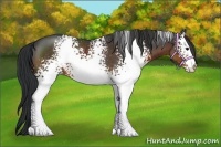 Horse Color:White Spotted Brown Rabicano