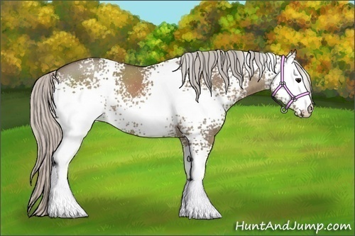 Horse Color:White Spotted Silver Grullo 