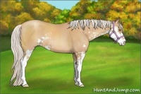 Horse Color:Silver Classic Champagne Sabino