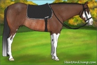 Horse Color:Bay Splash Frame Rabicano 