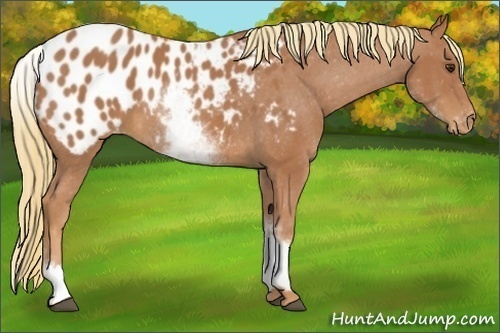 Horse Color:White Spotted Chestnut Appaloosa