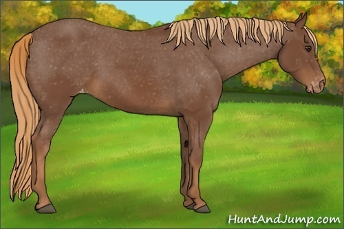Horse Color:Chestnut Appaloosa 