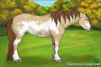Horse Color:White Spotted Red Dun Sabino Frame