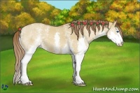 Horse Color:White Spotted Red Dun Splash 