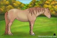 Horse Color:Watercolor Gold Champagne Sabino