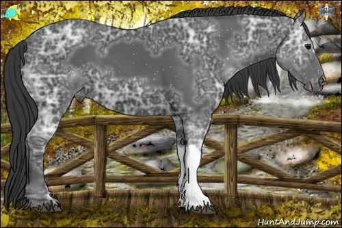 Horse Color:Black Ice Appaloosa 