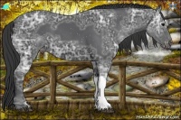 Horse Color:Black Ice Appaloosa