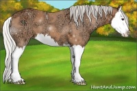 Horse Color:Silver Bay Ice Sabino Splash