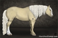 Horse Color:Chocolate Palomino Dun 