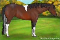 Horse Color:Bay Tobiano 