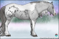 Horse Color:Blue Roan Splash Tobiano Appaloosa 