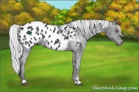 Horse Color:Silver Black Chinchilla Sabino Blanket 