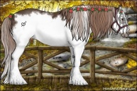 Horse Color:Liver Chestnut Splash Frame 
