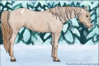 Horse Color:Chestnut Appaloosa 