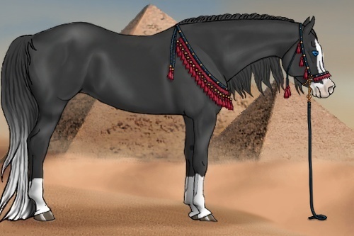Horse Color:Black Splash