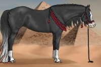 Horse Color:Black Splash 