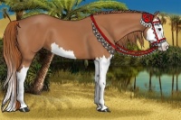 Horse Color:Chestnut Splash 