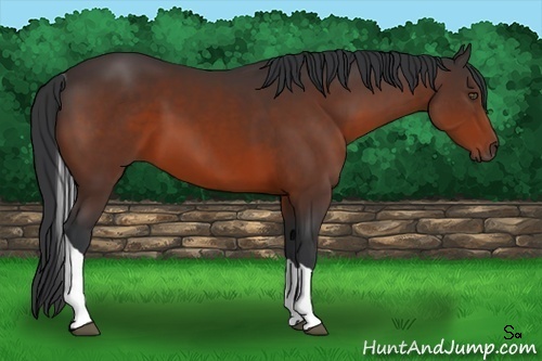 Horse Color:Bay Tobiano 