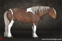 Horse Color:Silver Black Tobiano 