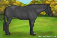 Horse Color:Blue Roan 