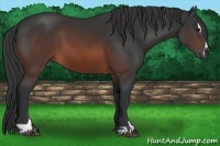 Horse Color:Brown Sabino