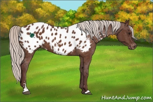 Horse Color:Chocolate Silver Brown Sabino Near Leopard 