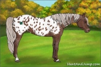 Horse Color:Chocolate Silver Brown Sabino Near Leopard