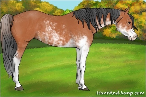 Horse Color:Bay Sabino 
