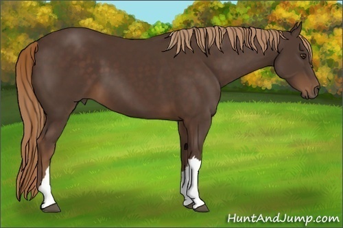 Horse Color:Liver Chestnut 