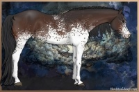 Horse Color:White Spotted Bay 