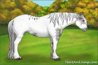 Horse Color:White Spotted Grullo Splash Tobiano Frame Varnish 