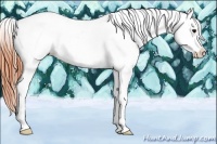 Horse Color:Bay Dun Appaloosa 