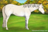 Horse Color:White Spotted Perlino 